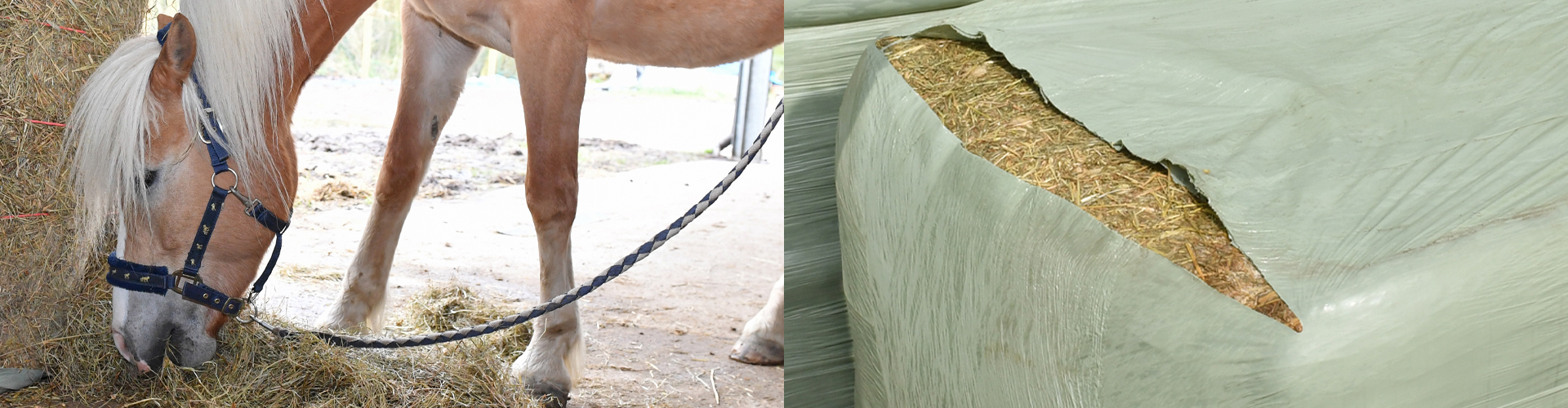 Haylage Better Value, Higher Quality and Safer than Hay for Animals and Humans